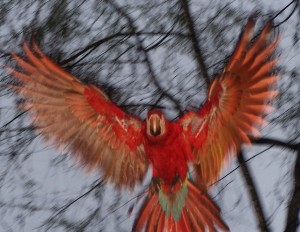Rescued Scarlet Macaw who is now a wild bird