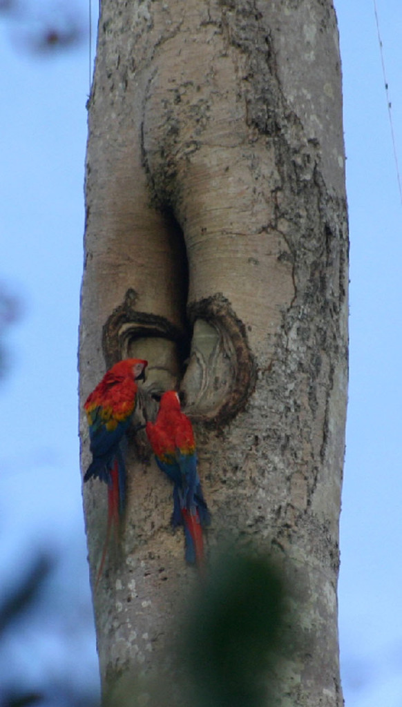 Angela TambopataNestCavity-1OutsideScarletMacaw