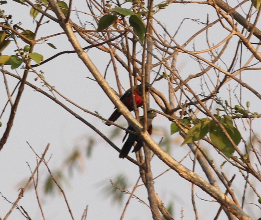 Crimson-bellied Conure (Pyrrhura perlata)