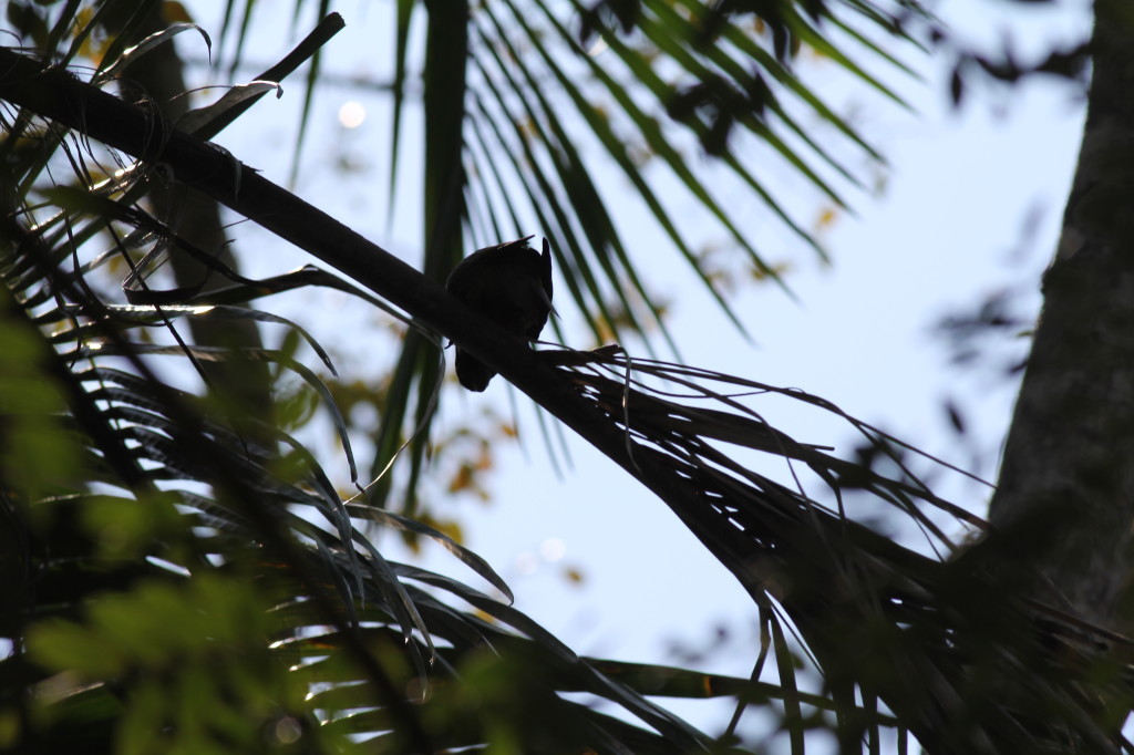  Blue-throated Conure (Pyrrhura cruentata)