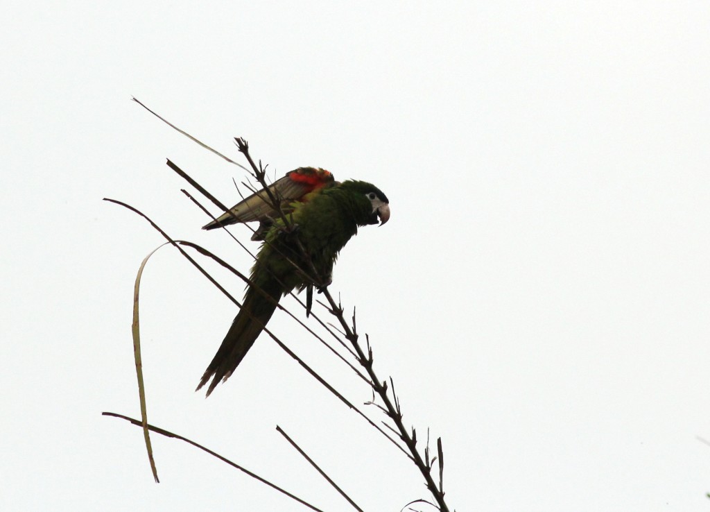 Hahn's Macaw/Red-shouldered Macaw (Ara nobilis)