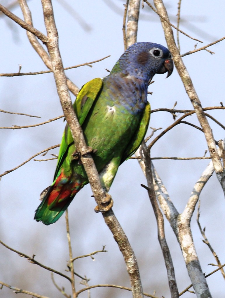 Blue-headed Parrot (Pionus menstruus) 