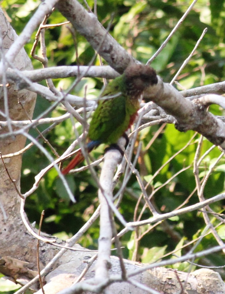 Madeira Parakeet (Pyrrhura snethlage)