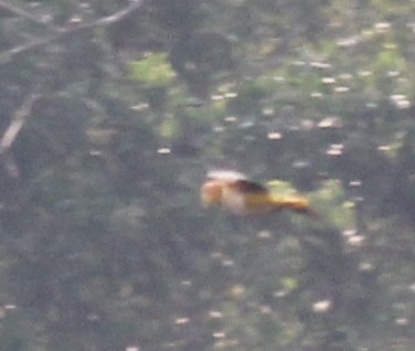 White-bellied Caique (Pionites leucogaster)