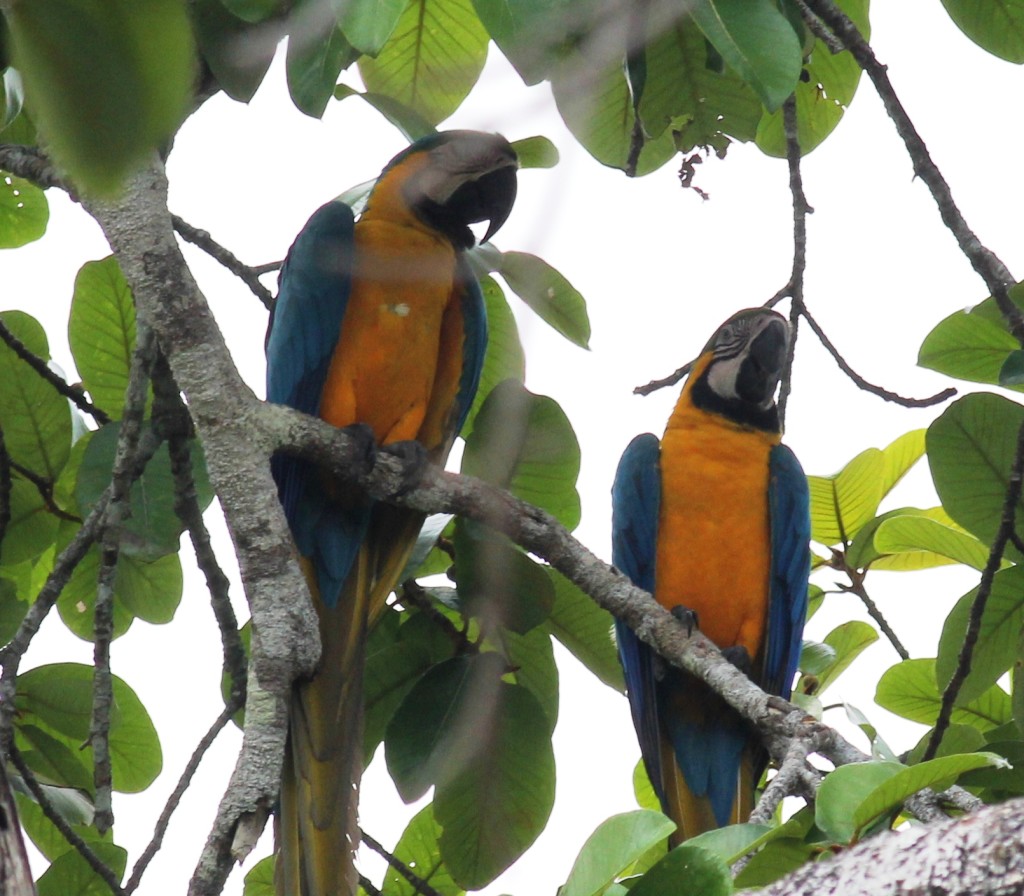 Blue and Gold Macaw (Ara ararauna)