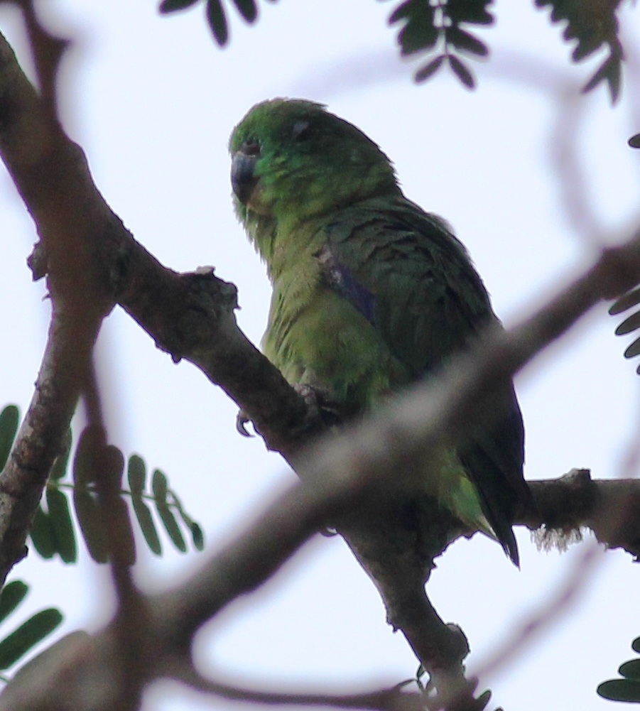 Blue-winged Parrolet (Forpus xanthopterygius)