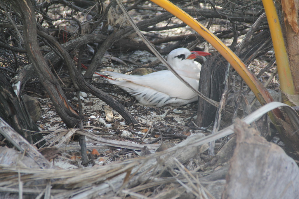Red-tailed Tropicbird on nest