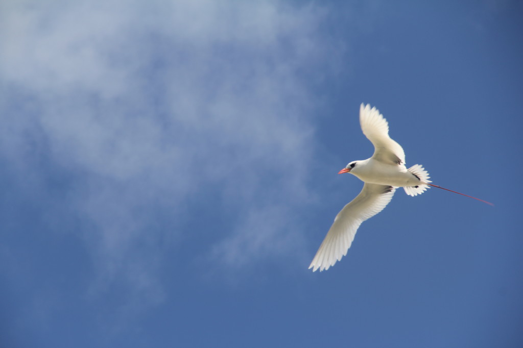 Red-tailed Tropicbird in flight