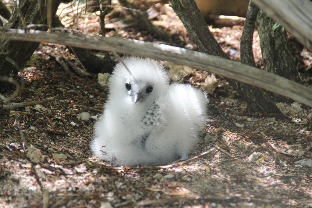 Red-tailed Tropicbird Chick