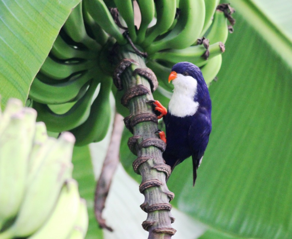 Tahitian Blue Lorikeet (Vini peruviana)