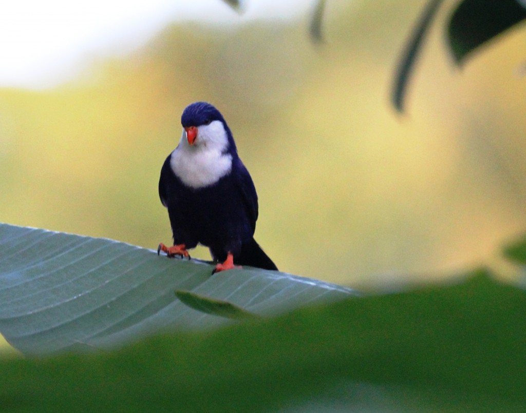 Blue Lorikeet (Vini peruviana) checking me out!