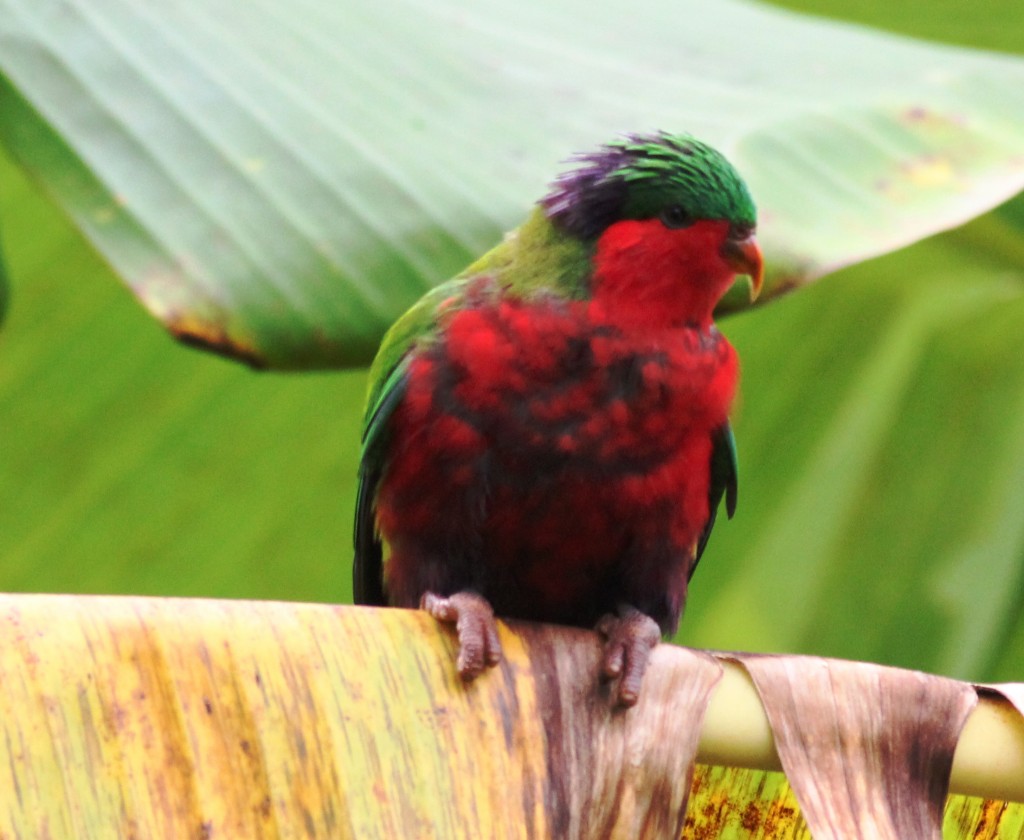 Rimatara Lorikeet (Vini kuhlii)