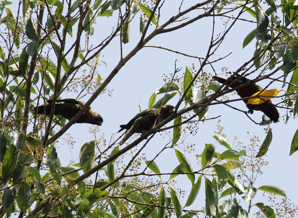 Santarem Conure (Pyrrhura amazonum) 