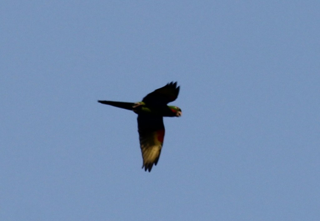 White-eyed Conure (Aratinga leucophthalmus) 