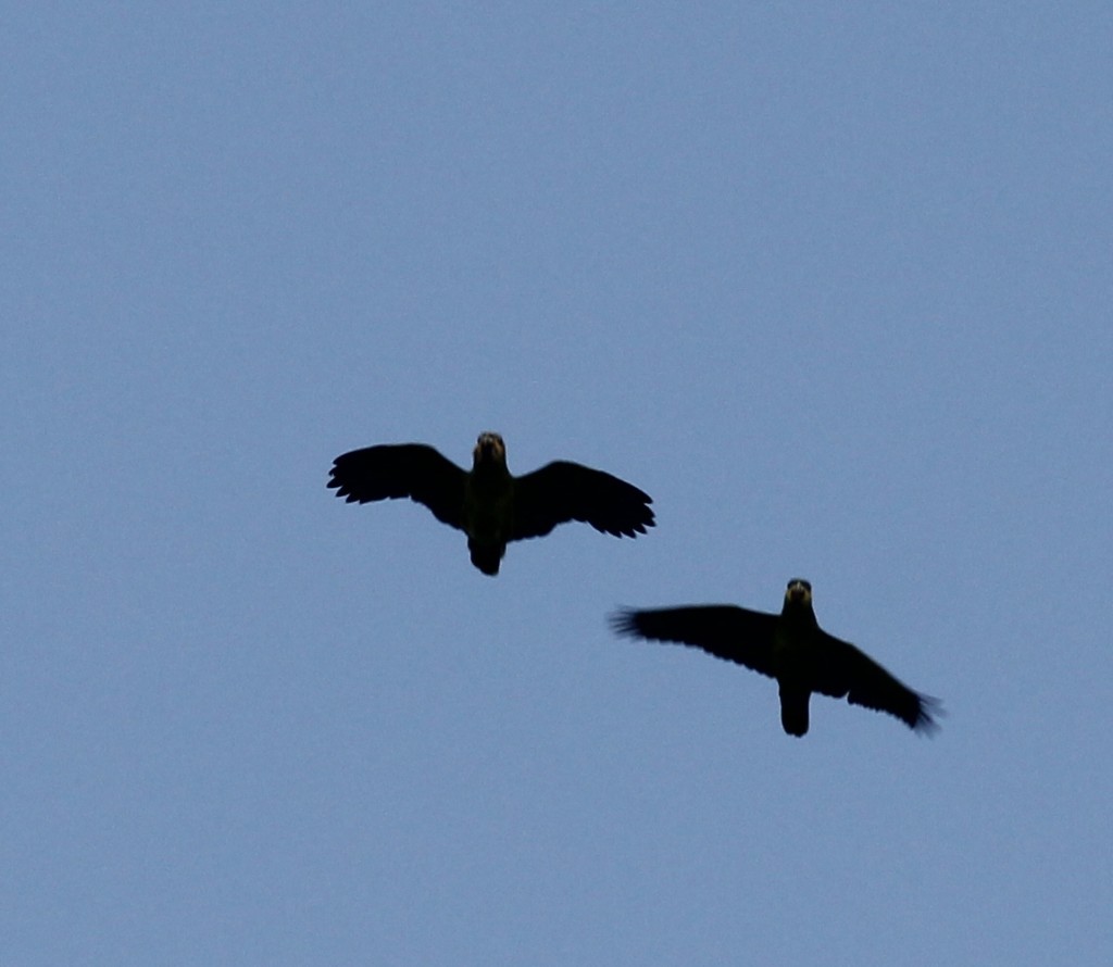 Orange-winged Amazons (Amazona amazonica)