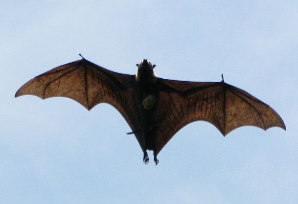 Pacific Flying Fox