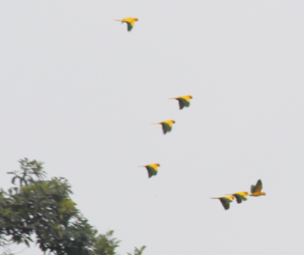 Golden Conures (Guarouba guarouba)