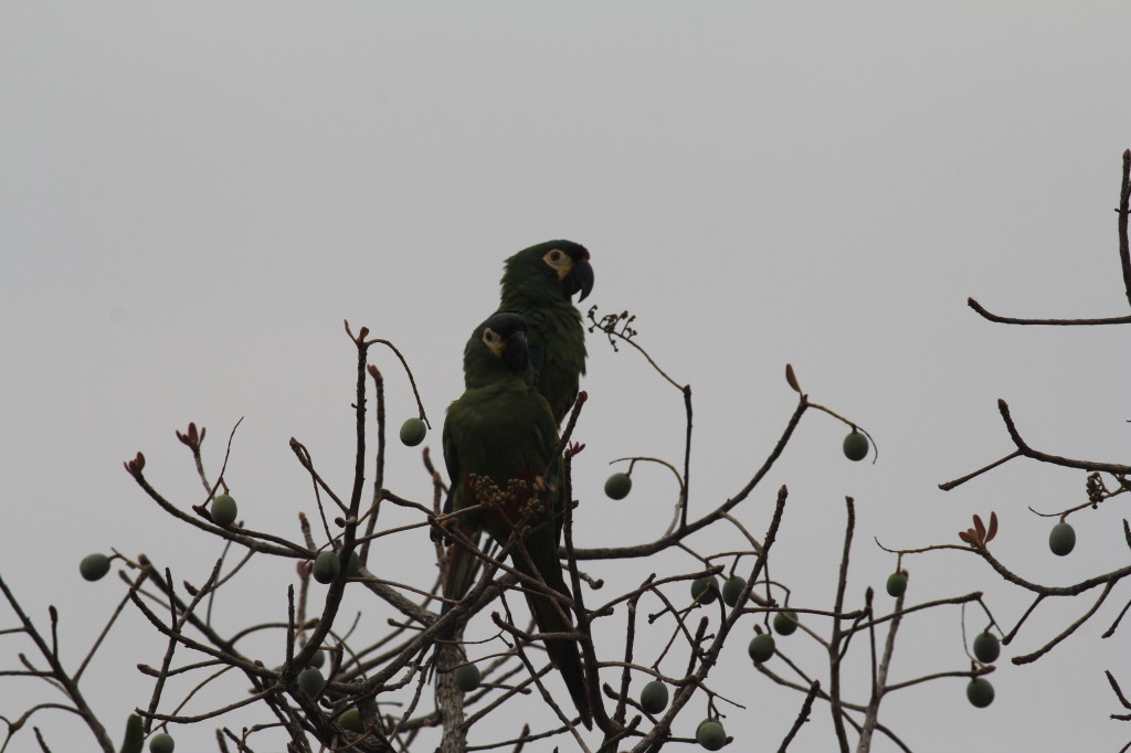 Illiger's Macaw/Blue-winged Macaw (Primolius maracana)