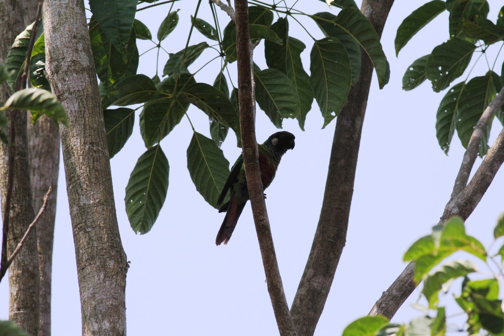 White-eared Conure (Pyrrhura leucotis)