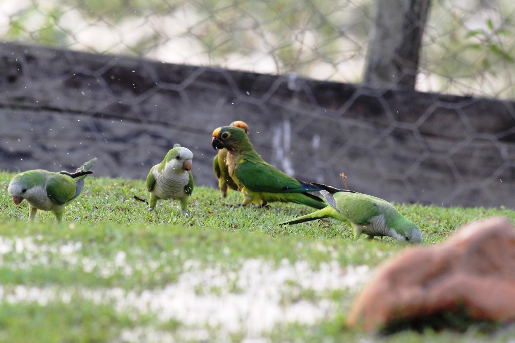 Monk Parakeet/Quaker (Mylopsitta monachus) and Peach-fronted Conure (Aratinga aurea)