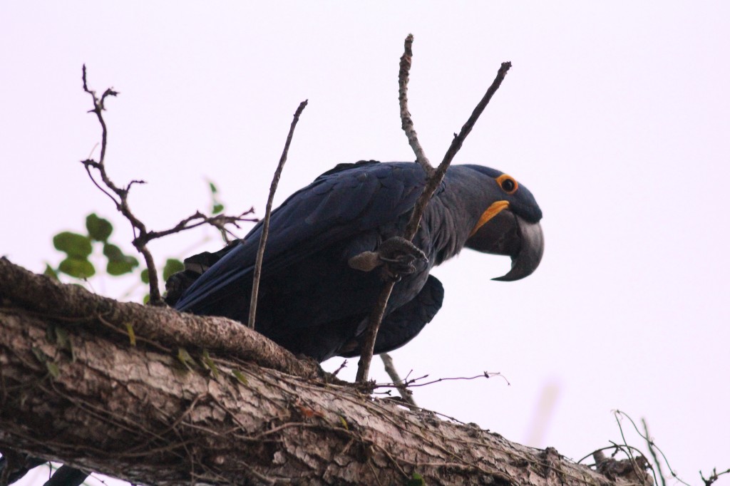 Hyacinth Macaw (Anodorhyncus hyacinthius)