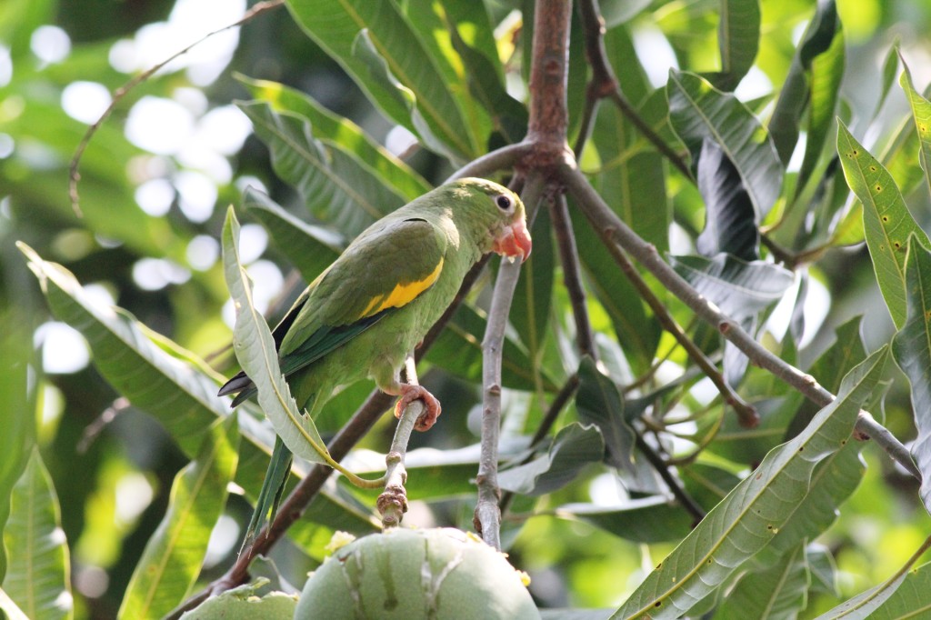 Yellow-chevron Parakeet (Brotogeris chiriri) 