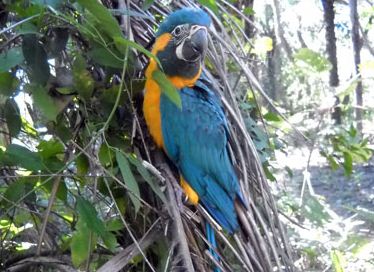 Blue-throated Macaw