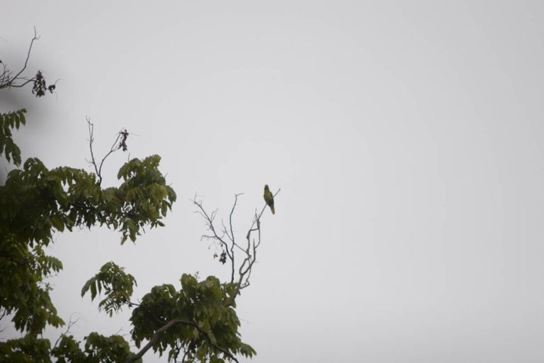 Wild Moluccan Cockatoos