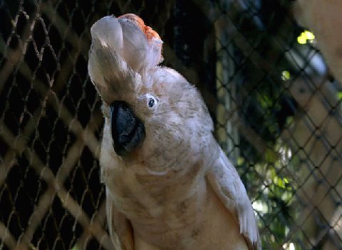 Cockatoo Seram Sick Kambali Bebas