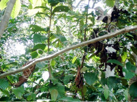 Trapping Shows Traps Of Fishing Line On Branch