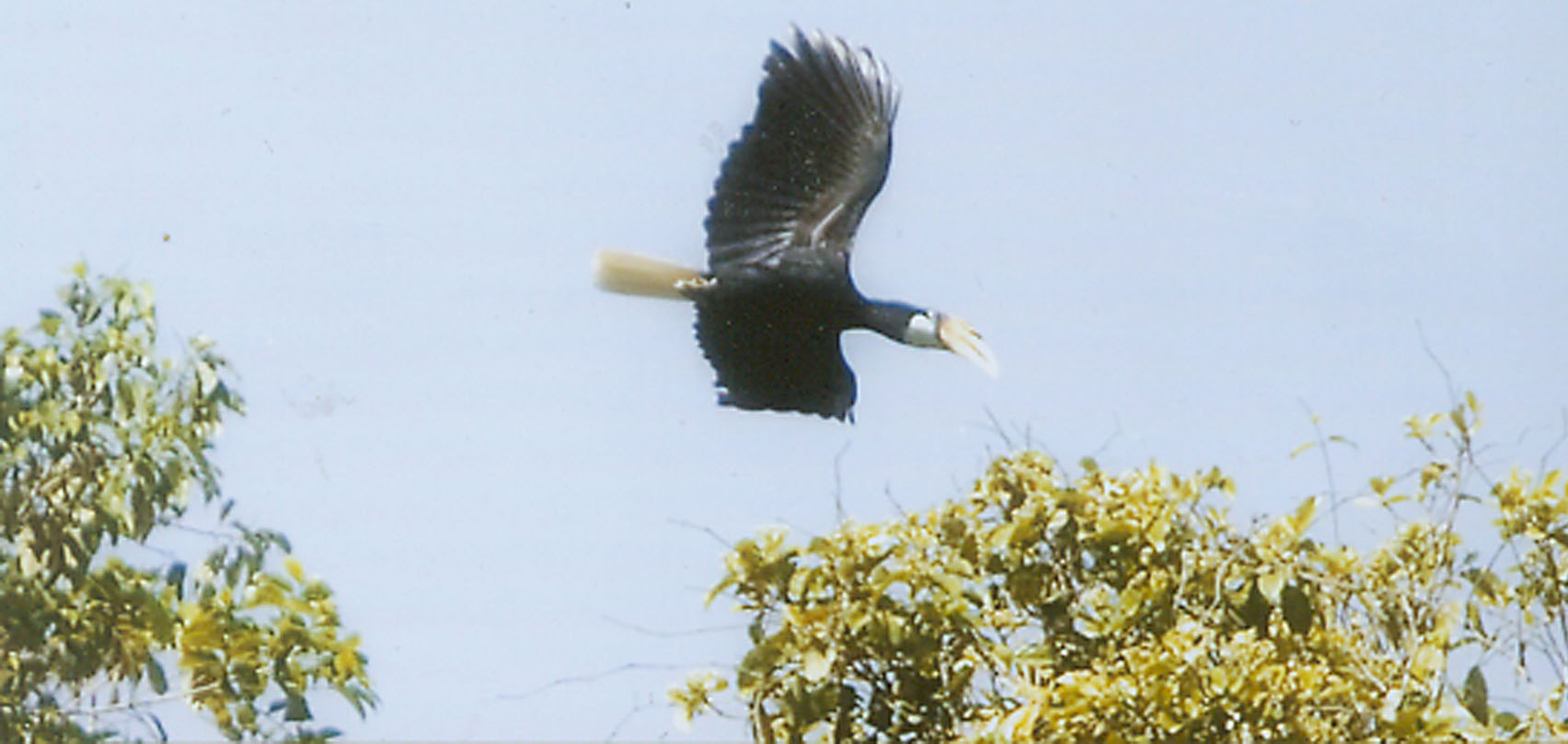 Blyths Hornbill FLying Overhead On Seram Island