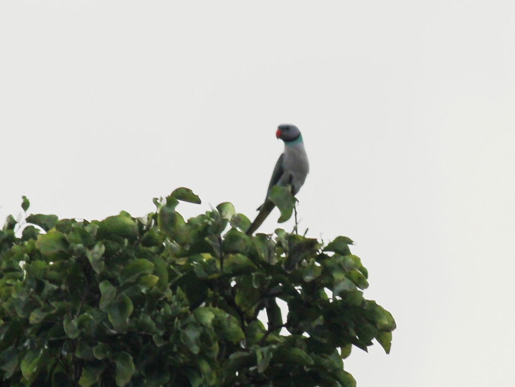 Malabar Parakeet (Psittacula columboides)