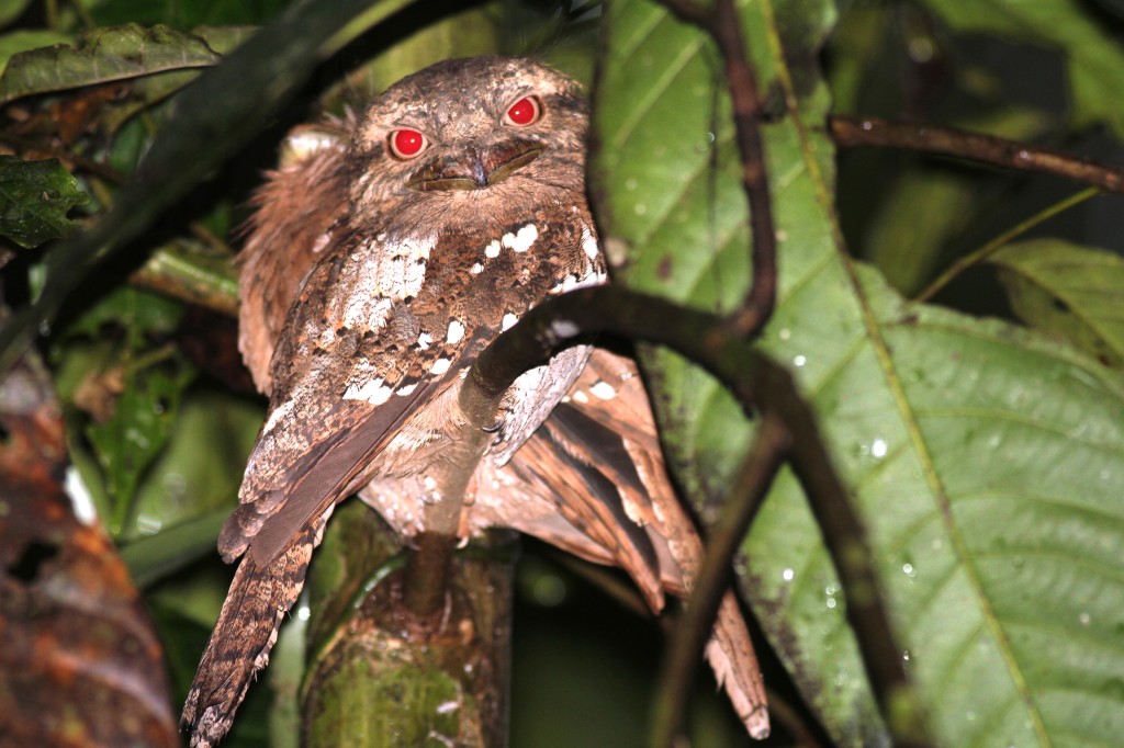 Sri Lankan Frogmouth