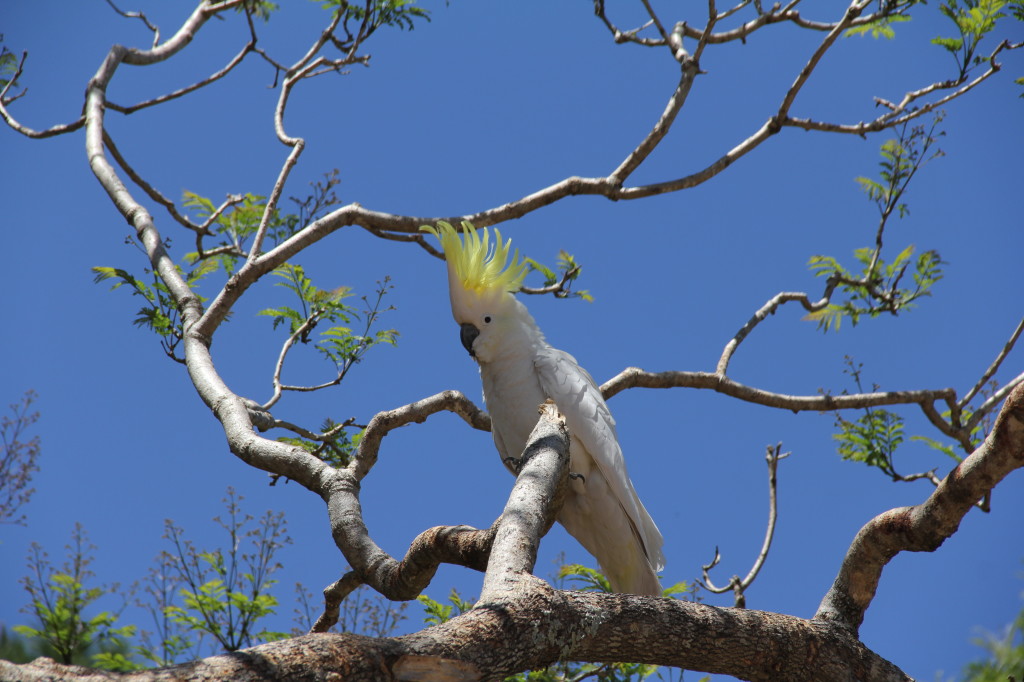 Sulphur-crested Cockatoo (Cacatua galerita)