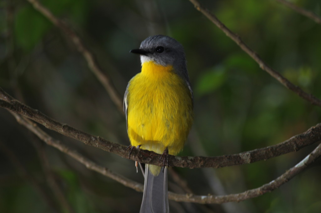 Eastern Yellow Robin