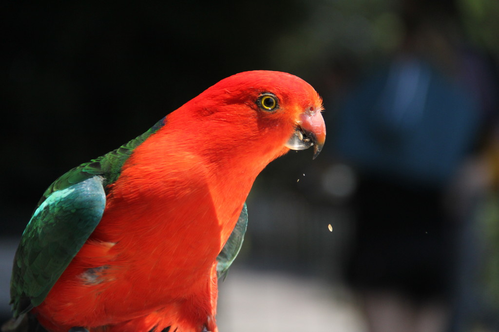 Australian King Parrot (Alisterus scapularis)