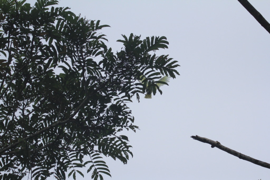 Triton Cockatoo