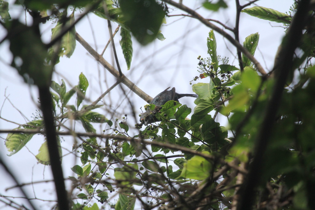 Long-tailed Starling