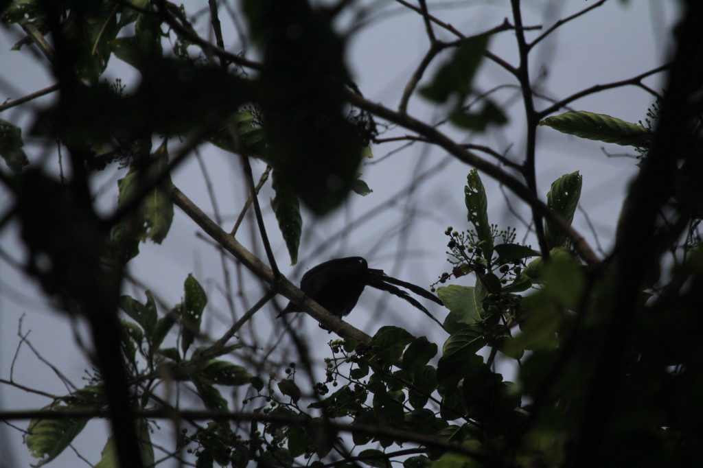 Long-tailed Starling