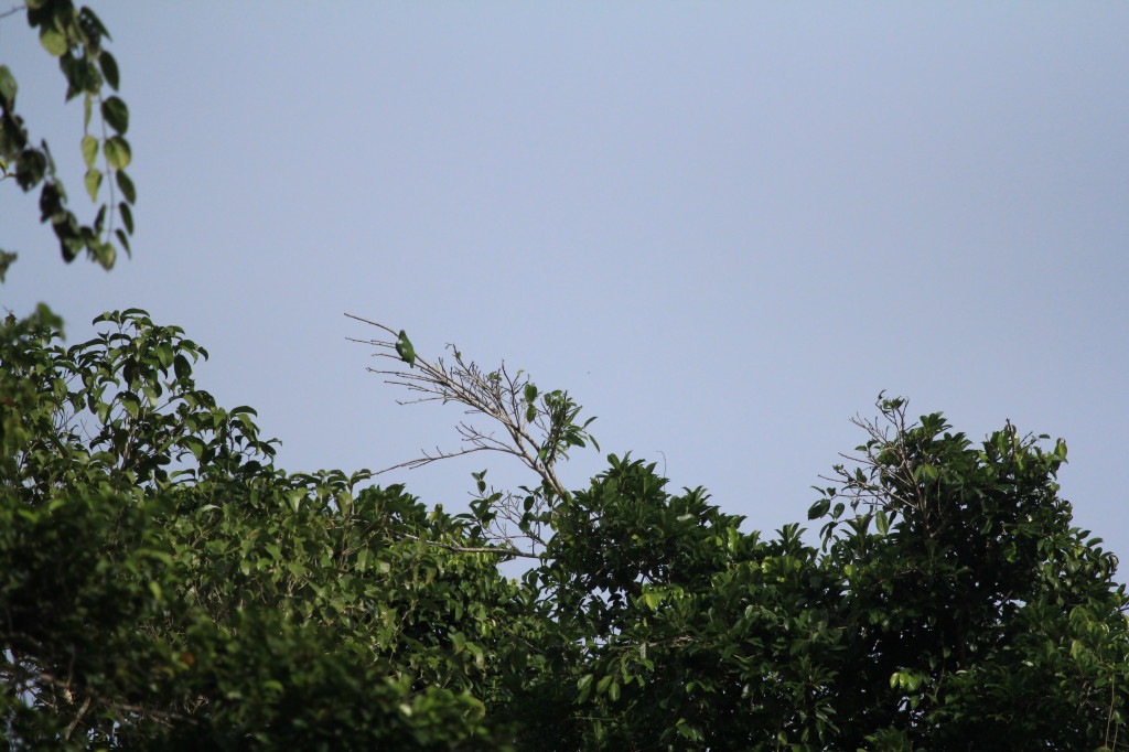 Fruit Dove