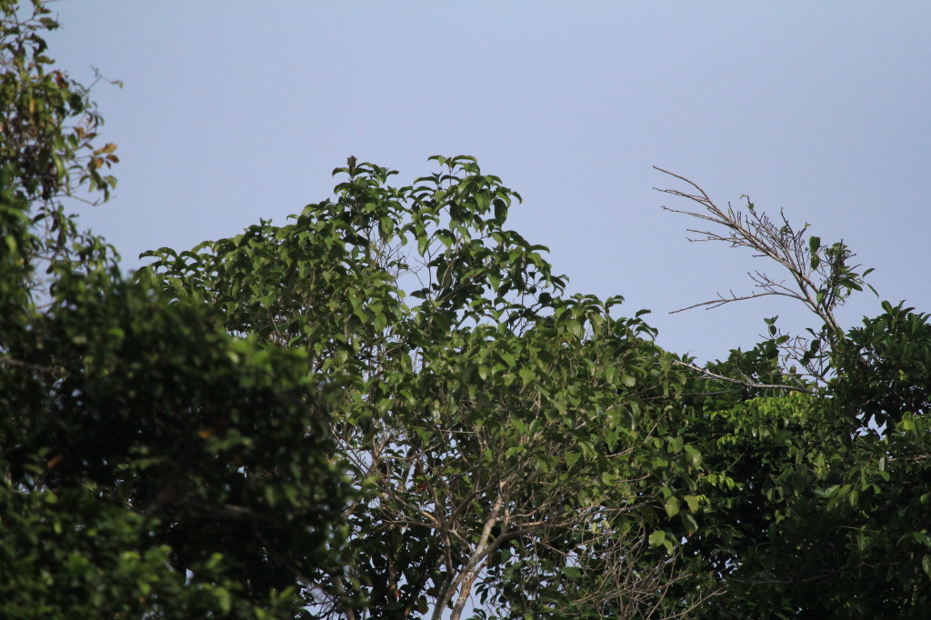 Find the hidden Geelvink Pygmy Parrots!