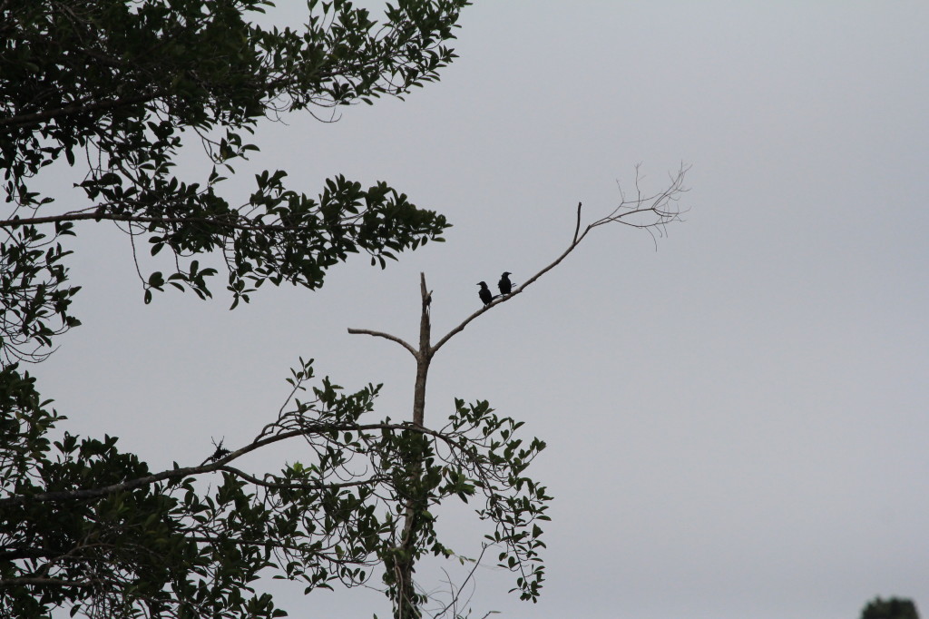 Biak Coucal