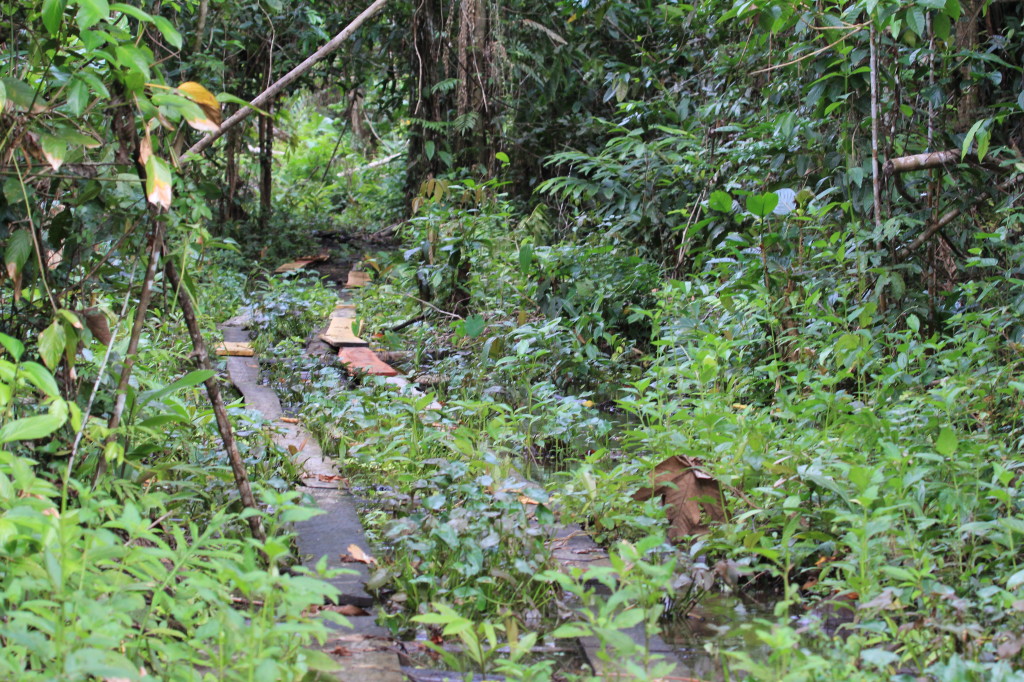 Planking in Nimbokrang Swamp Forest