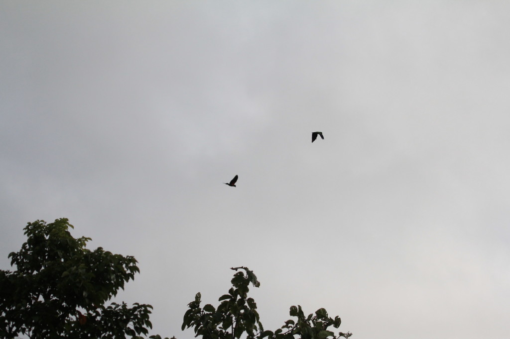 Eclectus