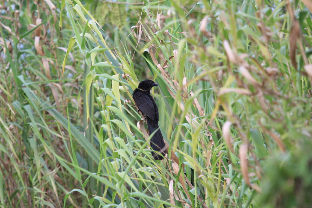 Lesser Black Coucal