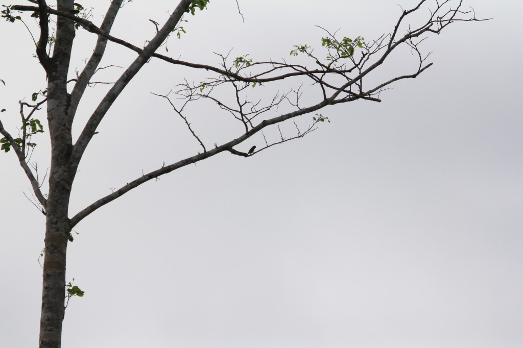 Double-eyed Fig Parrot, Nimbokrang