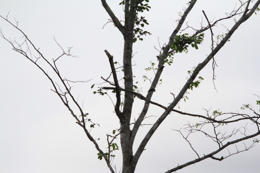 Double-eyed Fig Parrot, Nimbokrang