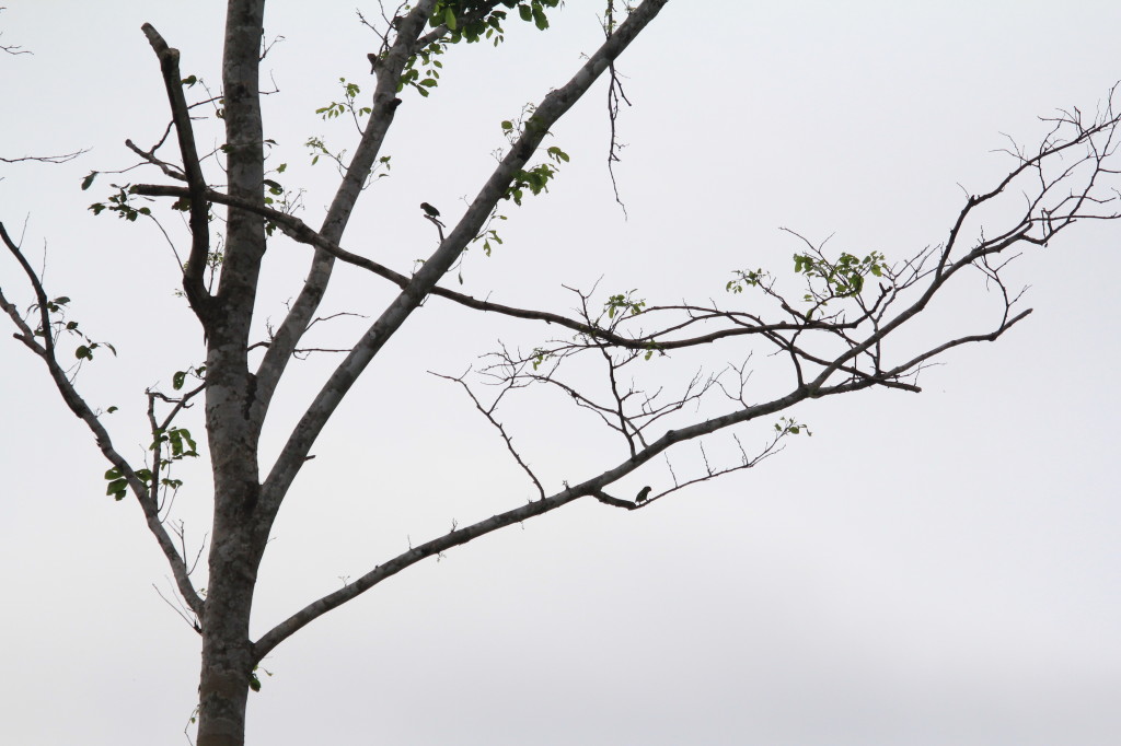 Double-eyed Fig Parrots, Nimbokrang