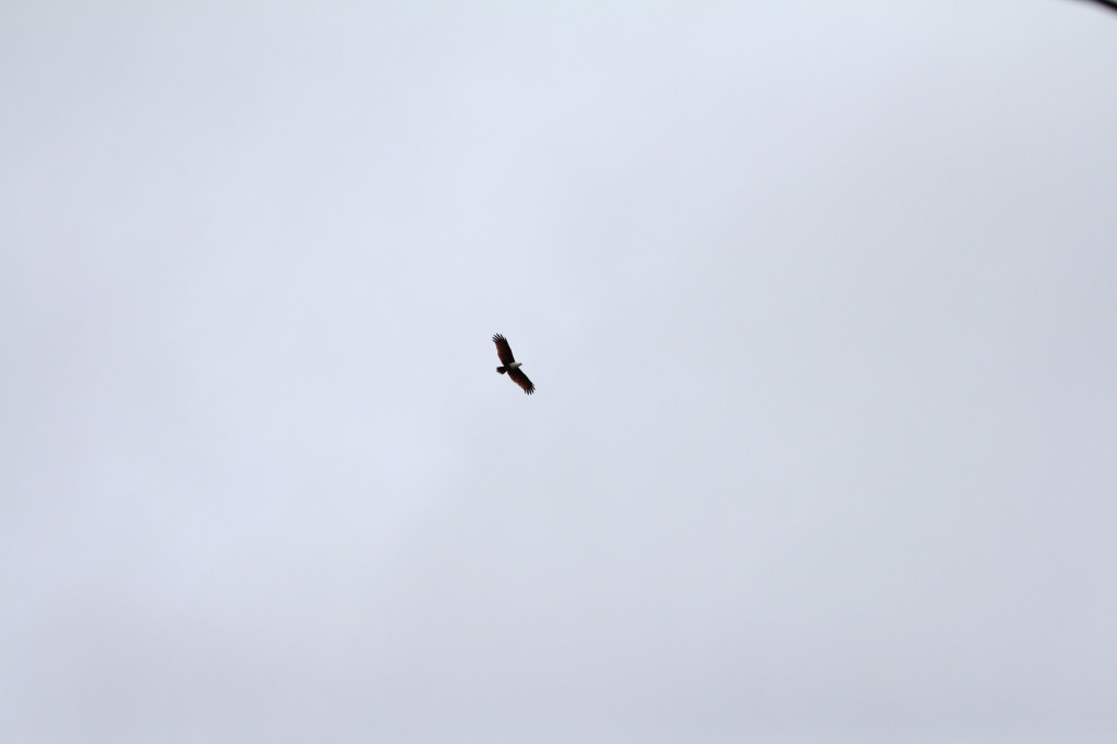 Brahminy Kite, Nimbokrang