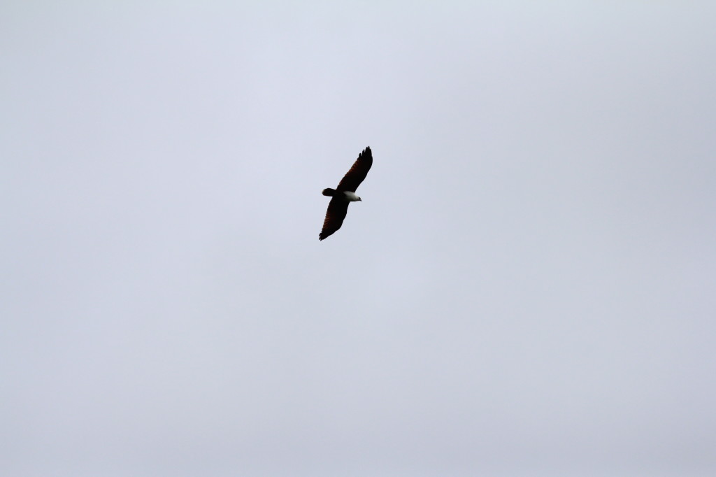 Brahminy Kite, Nimbokrang